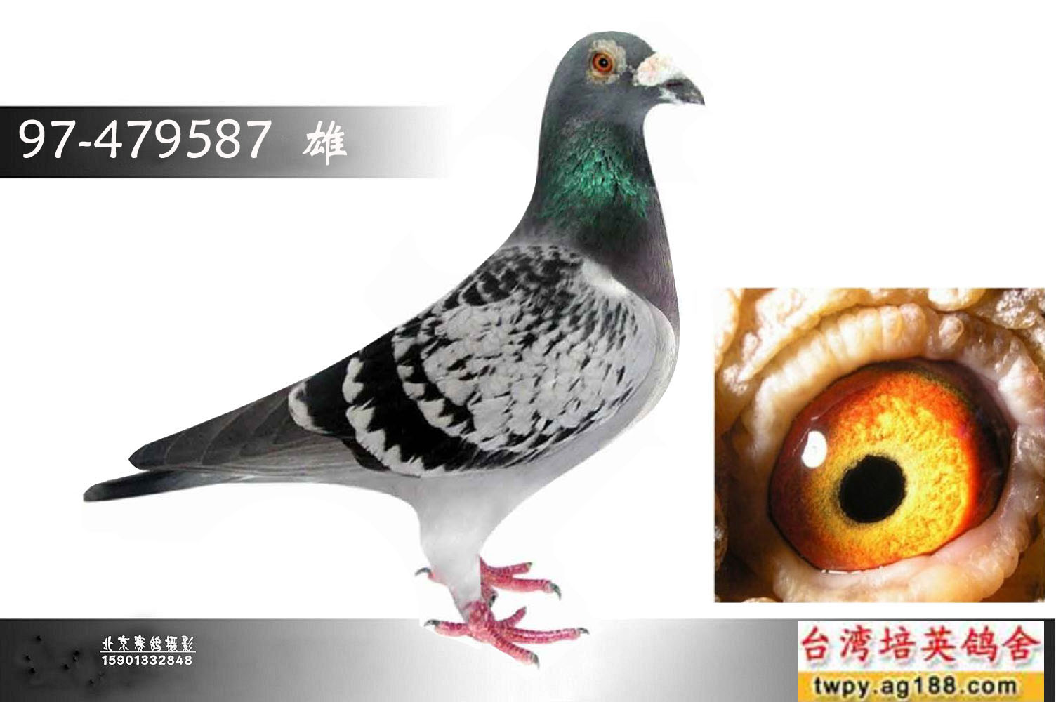 台湾培英鸽舍在线拍鸽