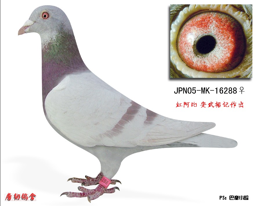 信鸽拍卖首页 拍卖专题 >> 查看拍卖商品