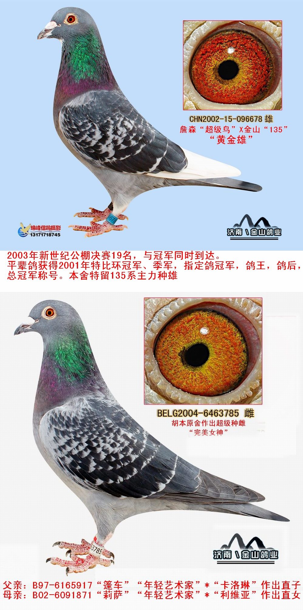 中国金山鸽业