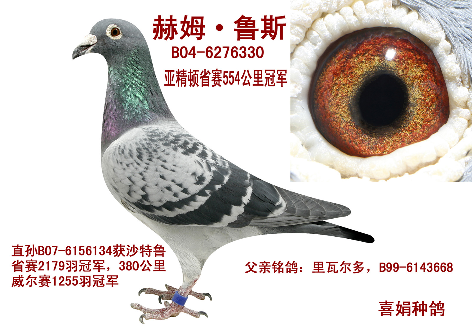 喜娟胡本 保证金级 拍卖