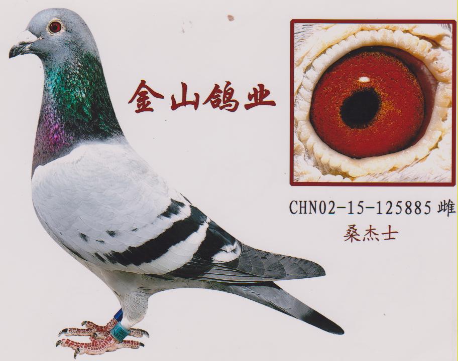 中国金山鸽业 - 中信网铭鸽展厅 www.ag188.com