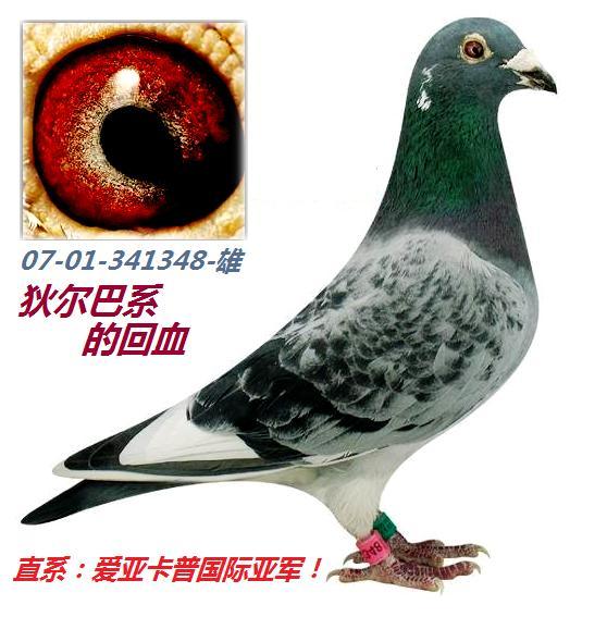 父:狄尔巴341348