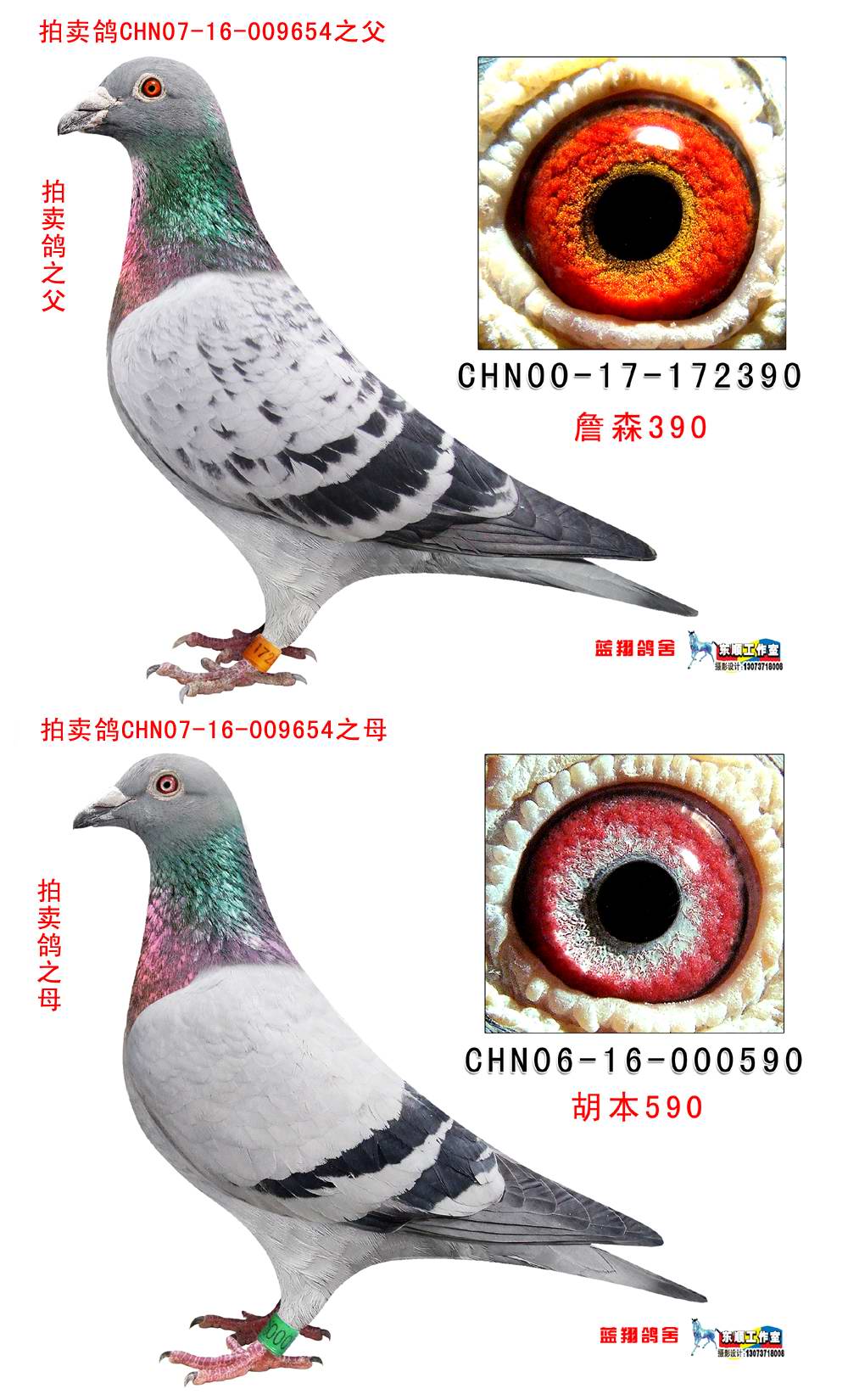 詹森×胡本 保证金级 拍卖
