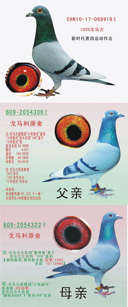 100%戈马力原舍199x020直系 保证金级 拍卖