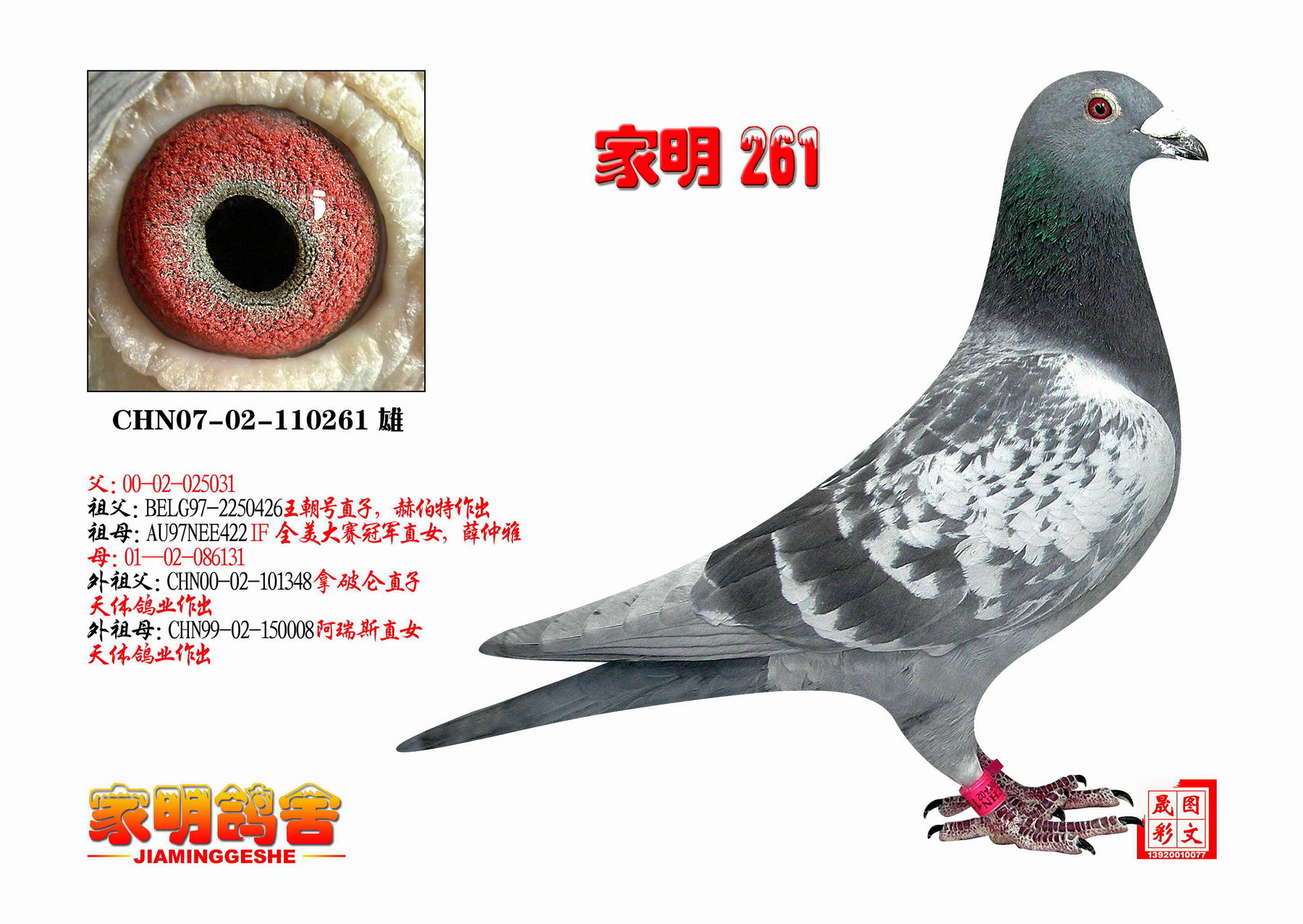 信鸽在线拍卖平台 - 中国信鸽信息网