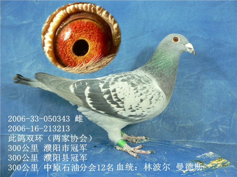 300公里冠军 12名(超级种雌 保证金级 拍卖