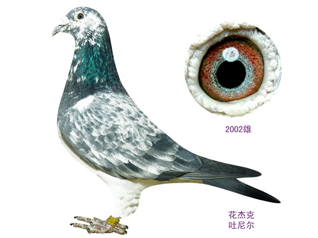 土尼尔幼鸽                          保证金级