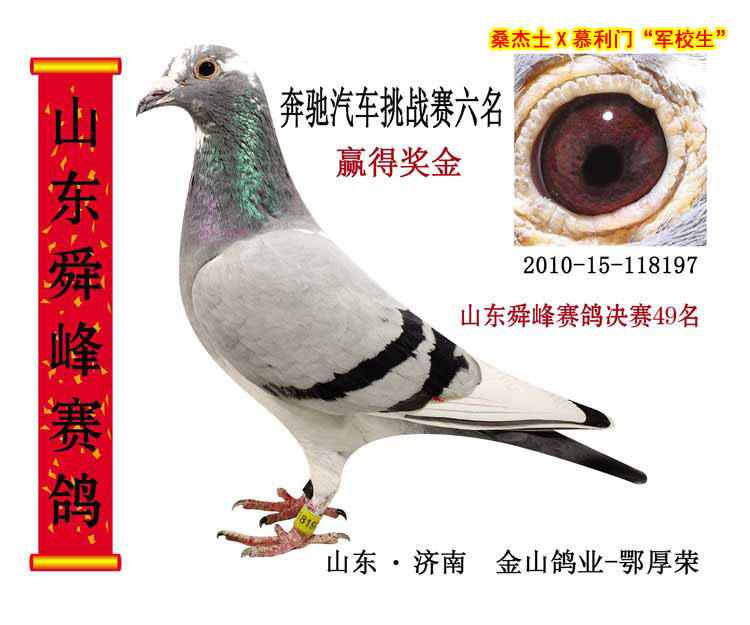 中国金山鸽业在线拍鸽