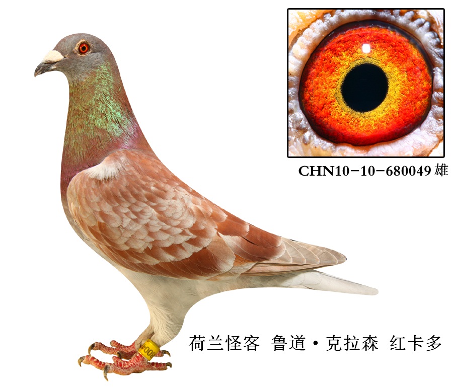 荷兰怪杰 鲁道·克拉森 红卡多 保证金级 拍卖