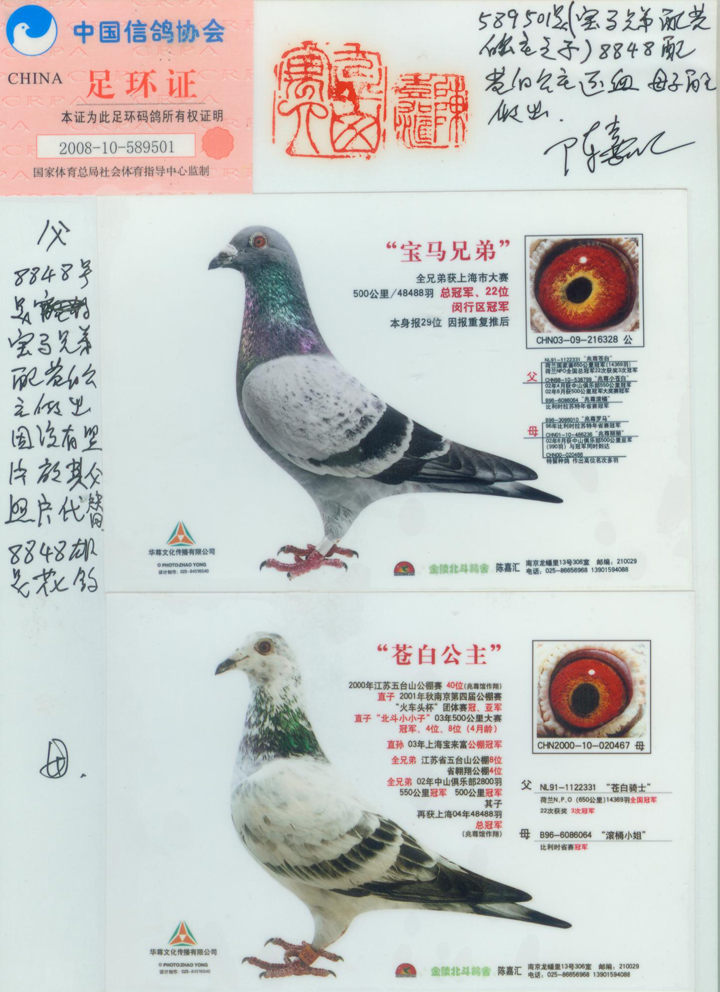 信鸽在线拍卖平台 - 中国信鸽信息网