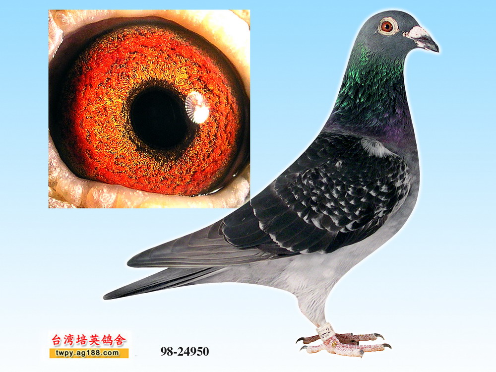 戈登334(新兴综合25直子)                          保证金级