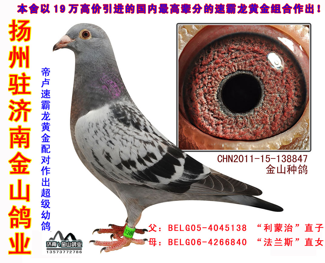 帝卢.速霸龙黄金配对作出的超级幼鸽 保证金级 拍卖