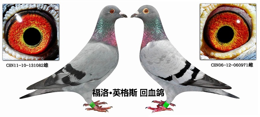 种鸽配对 保证金级 拍卖