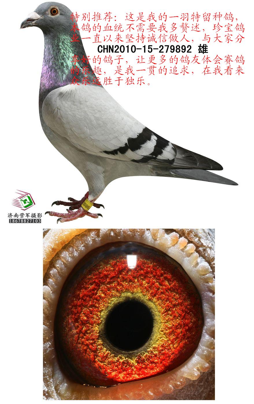济南珍宝鸽业 - 中信网铭鸽展厅 www.ag188.com