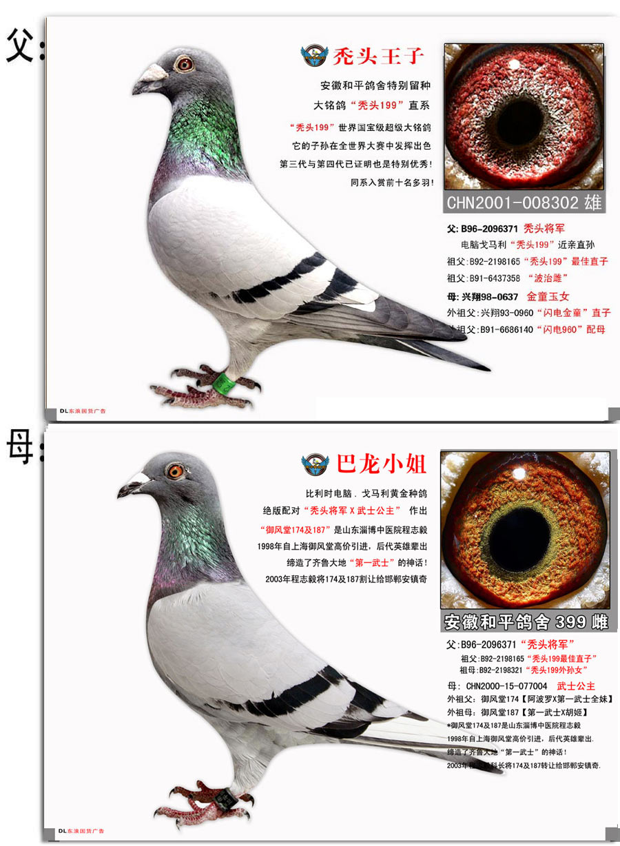 信鸽拍卖首页 拍卖专题 >> 查看拍卖商品  商品编号: 45214  数量: 1