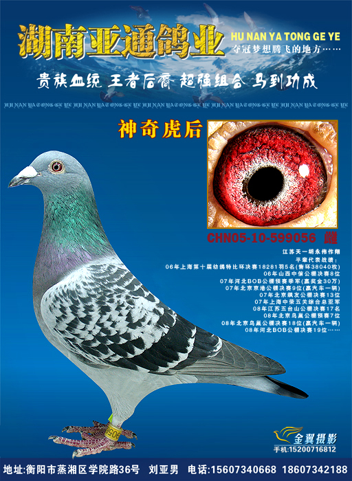 天一鸽业顶级珍藏种鸽"神奇虎后" 保证金级 拍卖