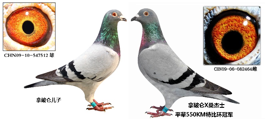 精品种鸽配对 保证金级 拍卖