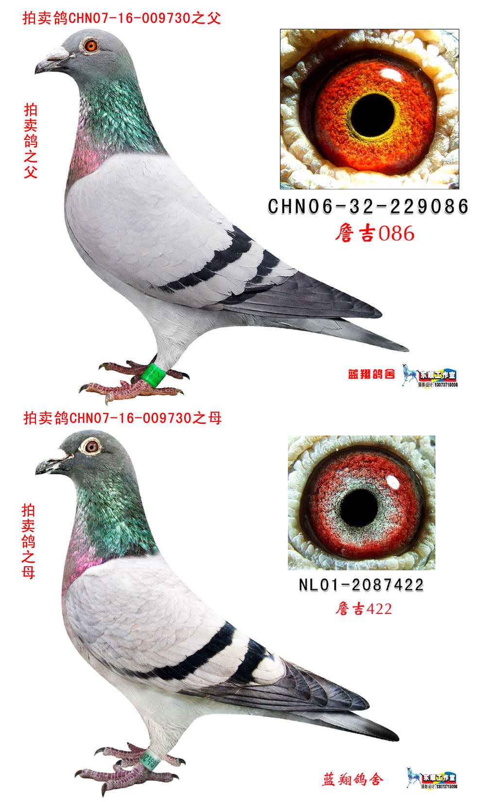 詹吉×詹吉 保证金级 拍卖