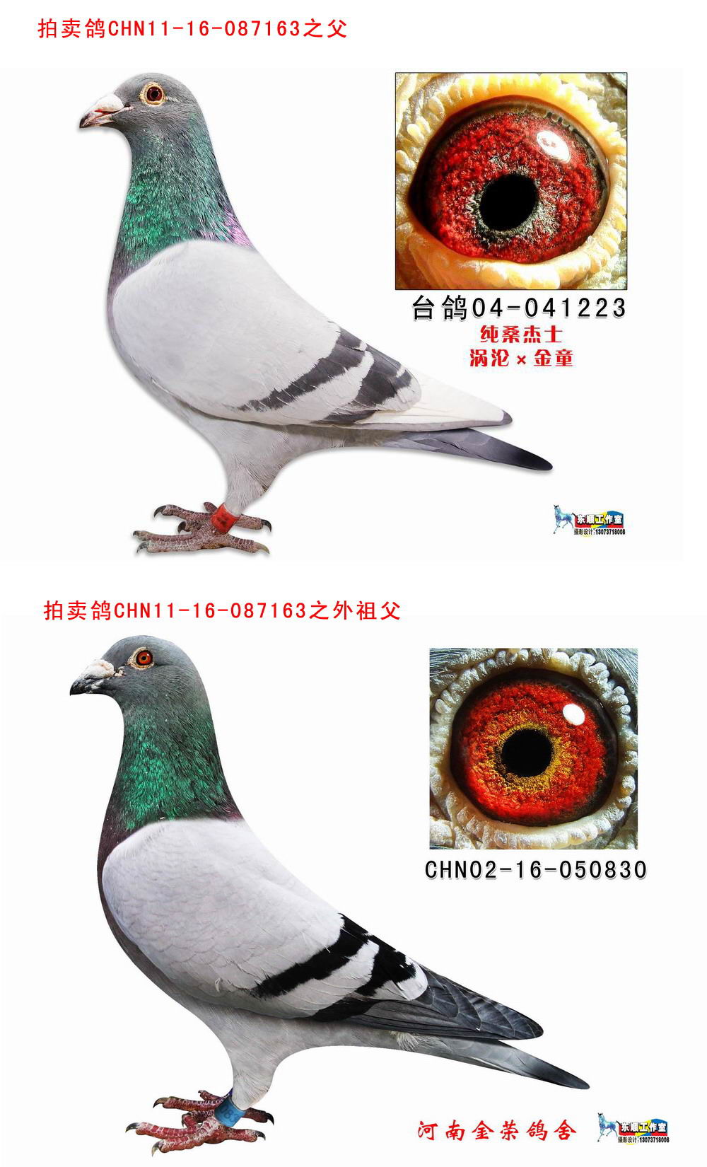 "闪电金童"   台湾黄肆炯作出的;近亲桑杰士,极品超级种鸽