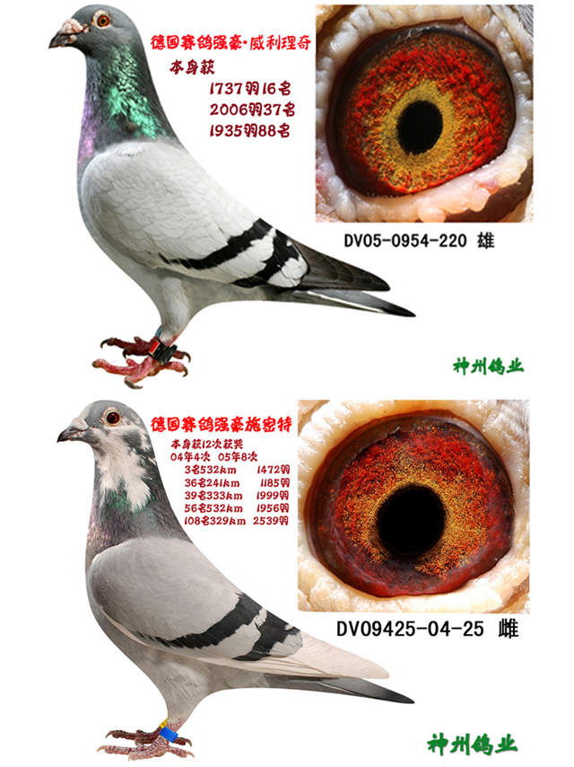 德国赛鸽强豪·威利理奇 保证金级 拍卖