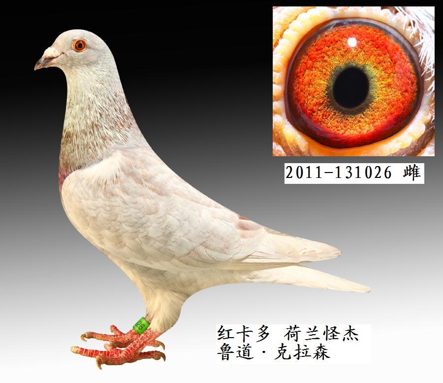 2.红卡多 荷兰怪杰 鲁道·克拉森 131026 保证金级 拍卖