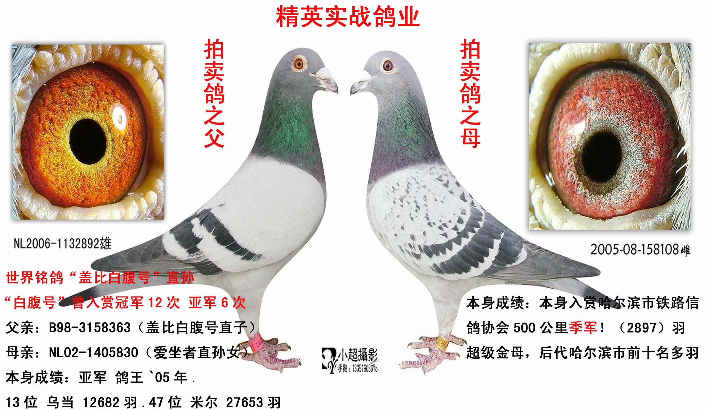 盖比白腹号直孙*500公里季军 保证金级 拍卖