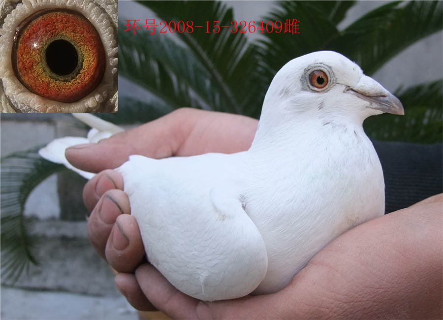 白色小花 保证金级 拍卖