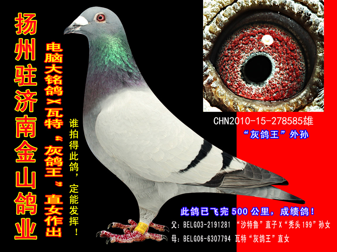 中国金山鸽业 中信网铭鸽展厅 www.ag188.com