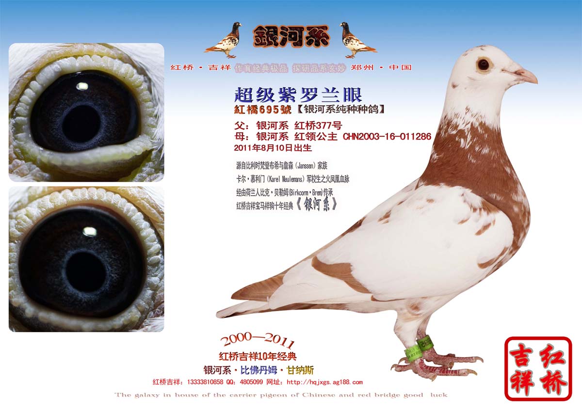信鸽在线拍卖平台 - 中国信鸽信息网