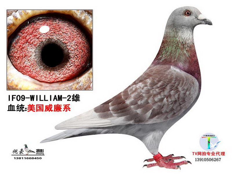查看拍卖商品