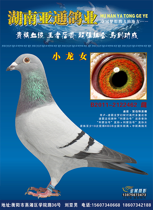 帝卢-速霸龙梦幻配对高代近亲"小龙女 保证金级 拍卖
