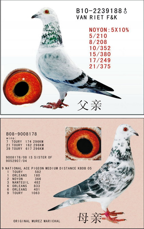 花鸽王波拉5000成绩鸽x花成绩鸽 保证金级 拍卖