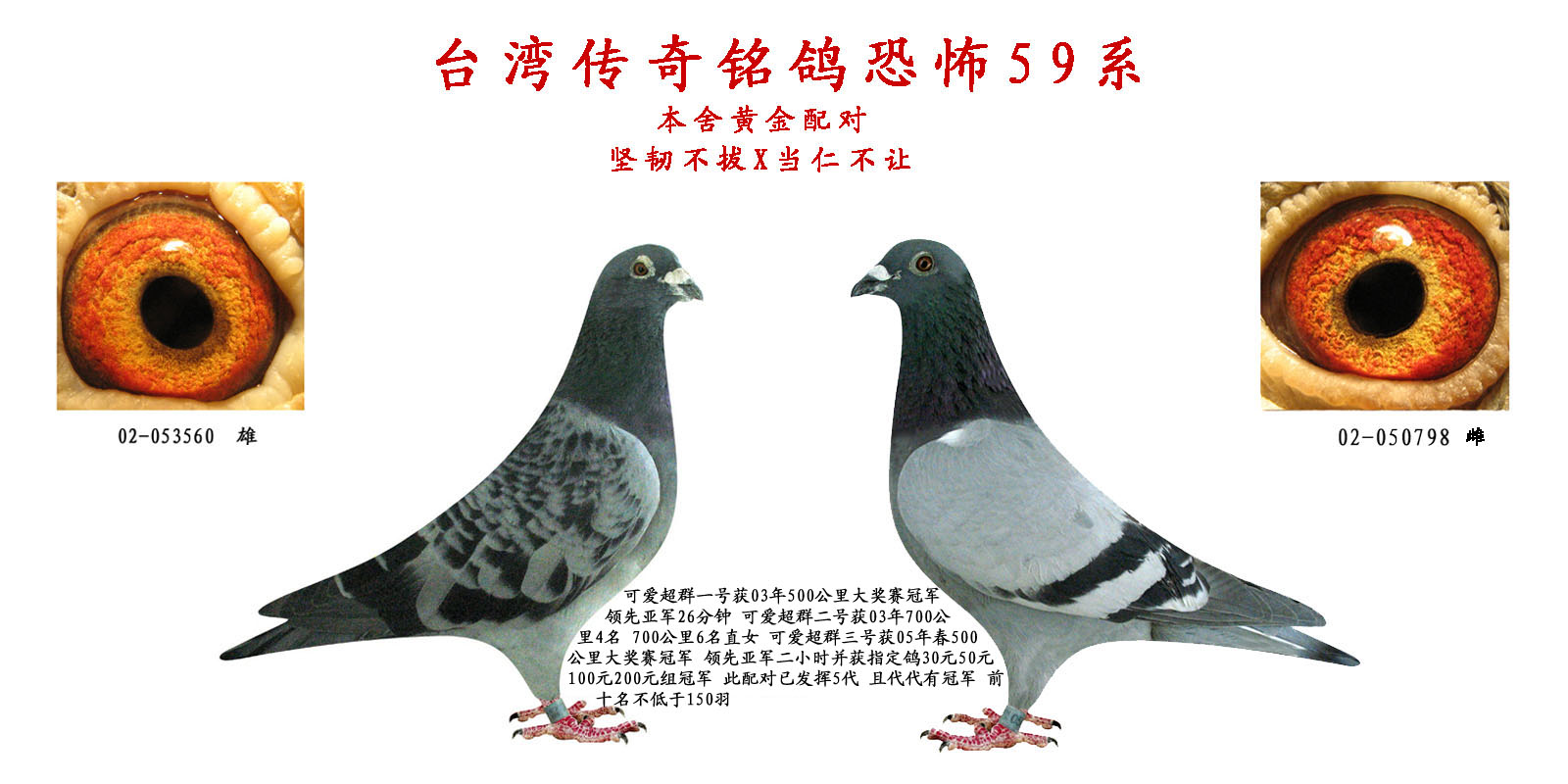 信鸽在线拍卖平台 - 中国信鸽信息网