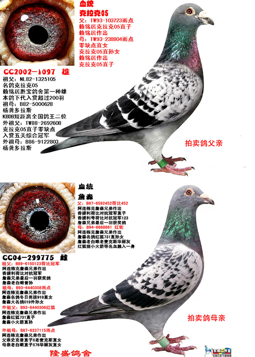 查看大图 详细介绍: chn11-15-057783雌 克拉克传奇05是台湾"胜宝