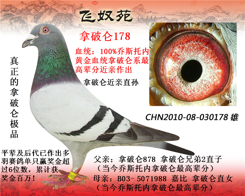 飞奴苑·乔斯托内极品