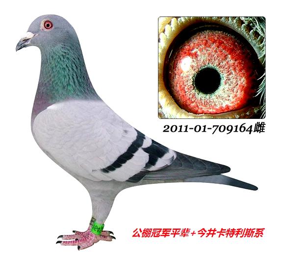 鸽友必须自行到指定机场或可到达之长途车站取鸽.