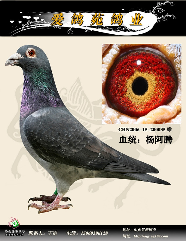杨阿腾 保证金级 拍卖