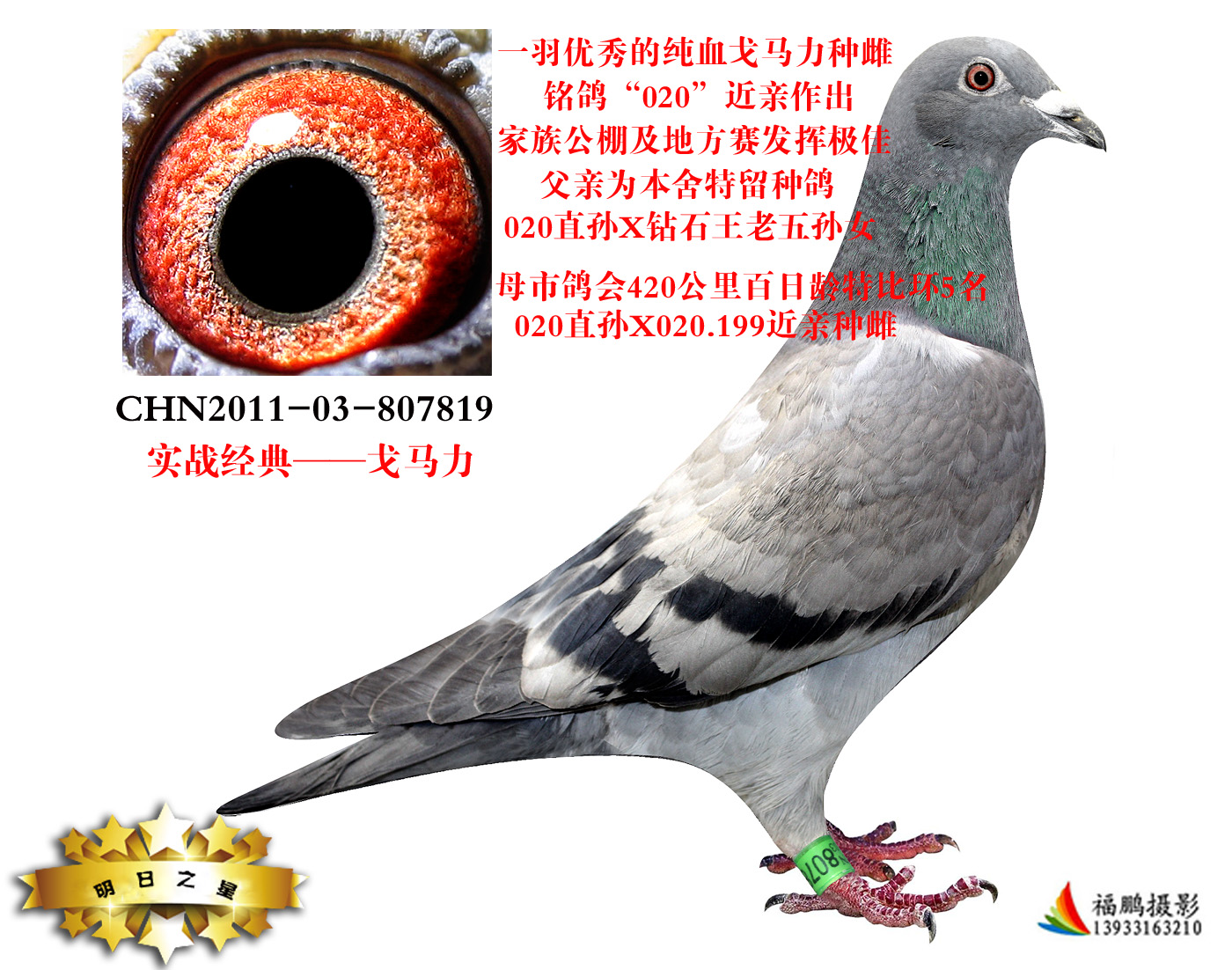 戈马力020多重近亲 保证金级 拍卖