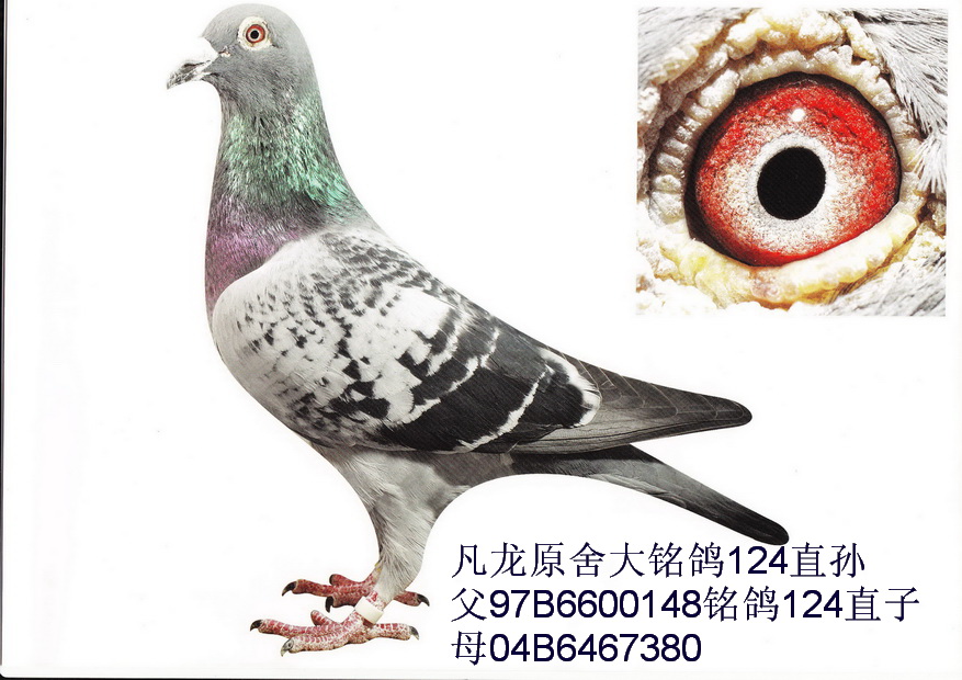 凡龙大铭鸽124近亲回血 保证金级 拍卖