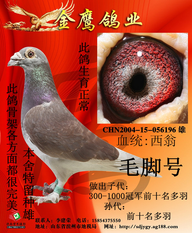 空运:按次数计算,得标1羽及多羽,每次均按300元支付,鸽友必须自行到