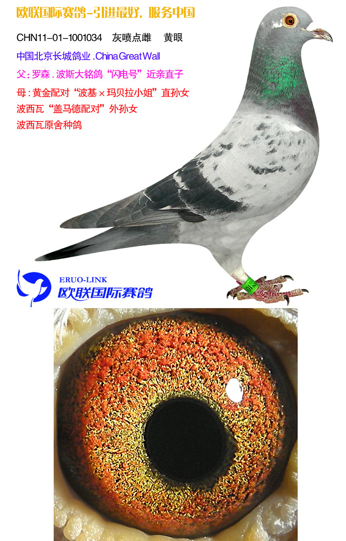 血统书: 查看大图 详细介绍: *****中国长城鸽业全权委托欧联国际赛鸽