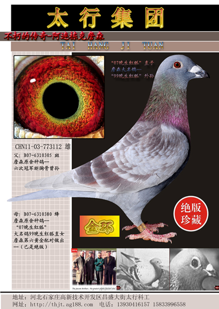 1-詹森原舍种鸽做出(金环) 保证金级 拍卖