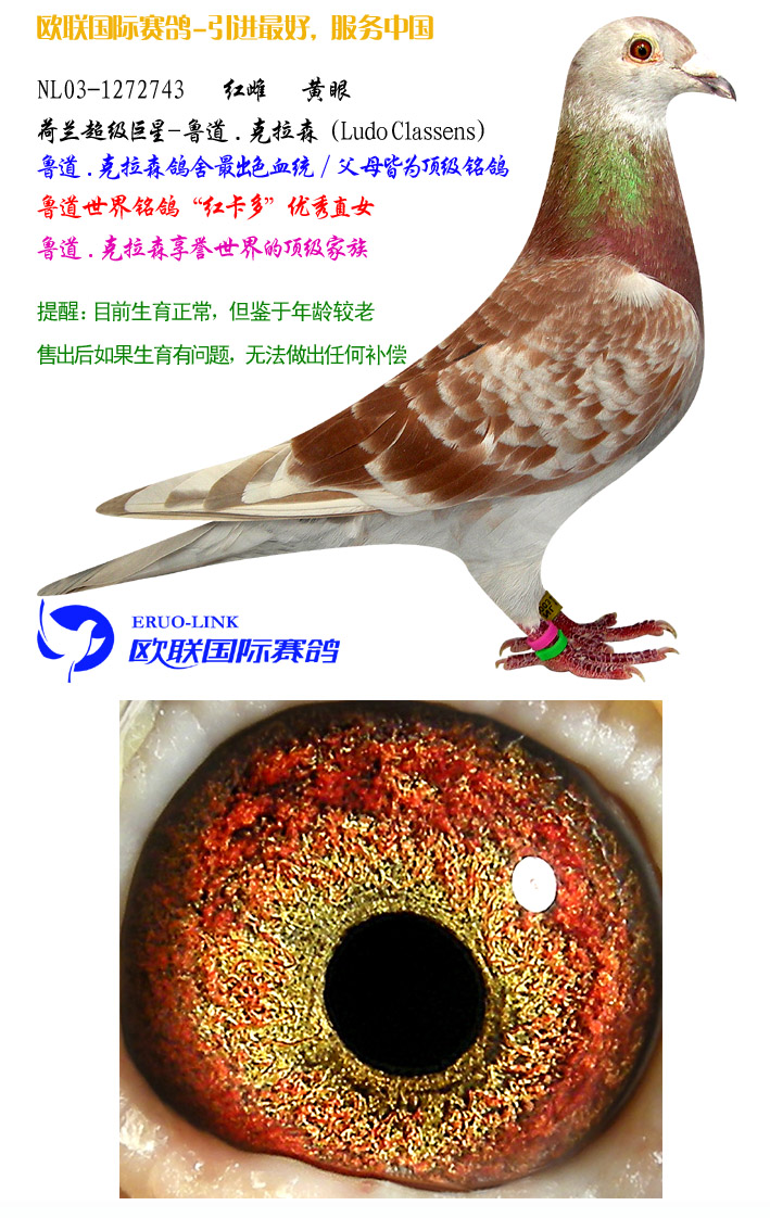 克拉森鸽舍最出色血统/父母极为顶级铭鸽 鲁道世界铭鸽"红卡多"优秀直