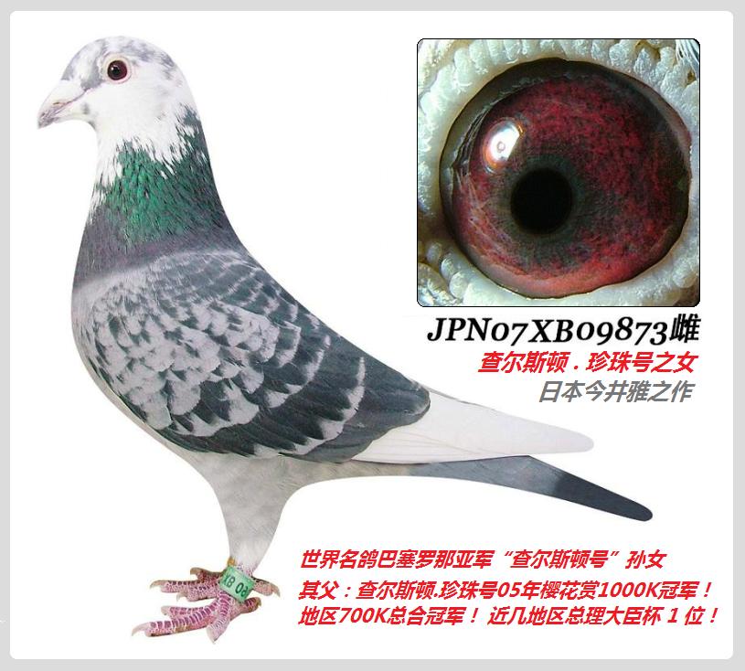 3】今井作jpn07xb09873-雨点花头白条-雌 保证金级 拍卖