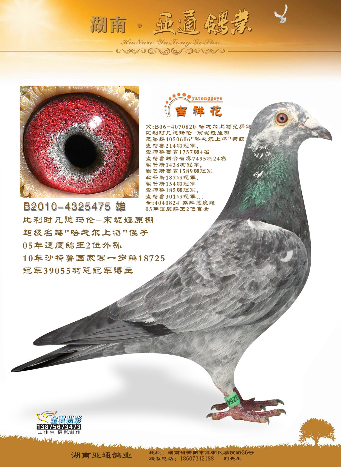 比利时豪强凡德玛伦·宋妮娅原棚  极品吐尼尔珍藏超级种鸽,个体