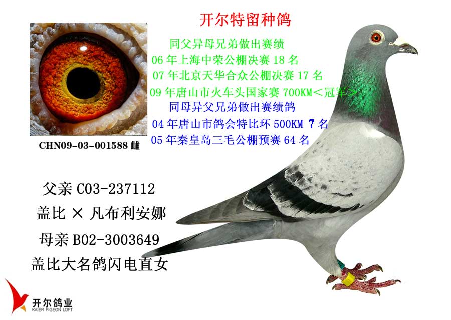 凡布利安娜x闪电号直女作出 保证金级 拍卖