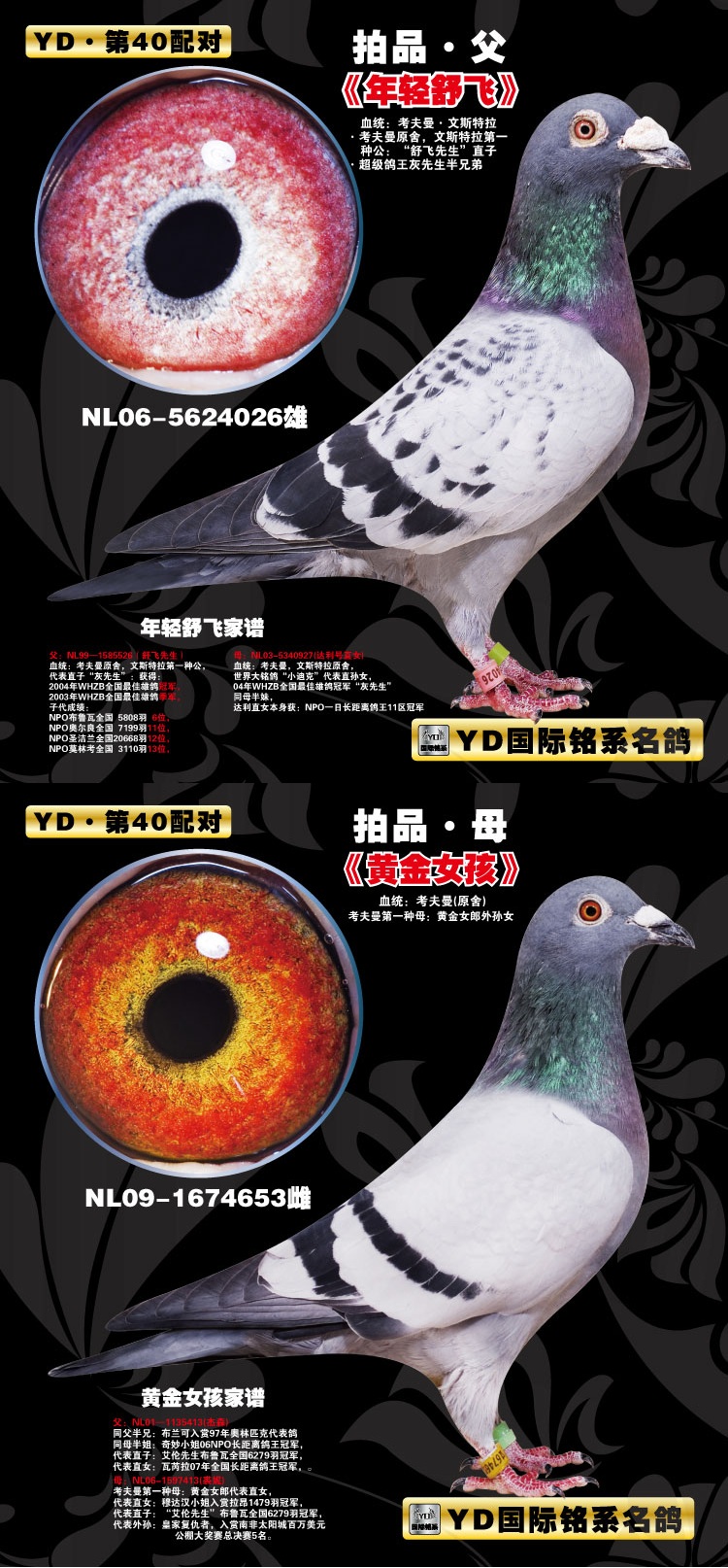 300 元 血统书: 查看大图 详细介绍: 环号:12-09-446073 血统:考夫曼