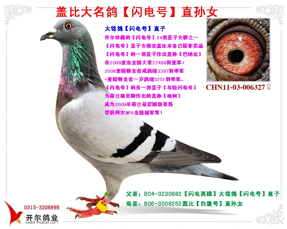 盖比闪电号直子x白腹号孙女 保证金级 拍卖