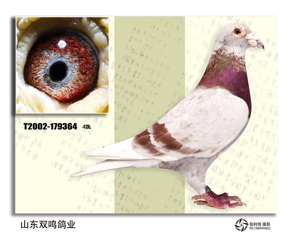 此鸽条条挂黑斑,养瓦特小红号鸽子的都知道,小红号是瓦特的超级种公