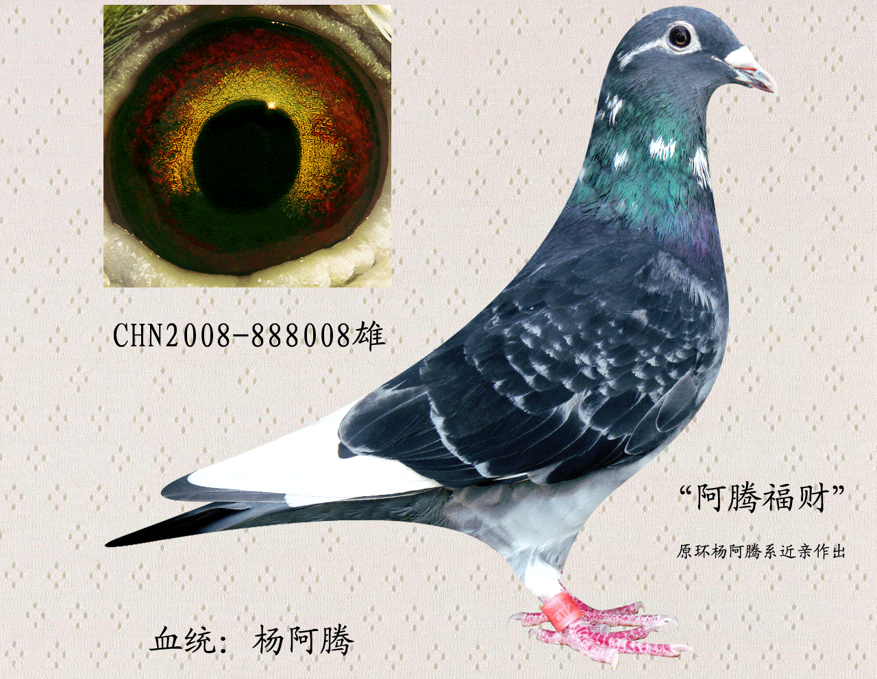 杨阿腾"重现多利888008 保证金级 拍卖